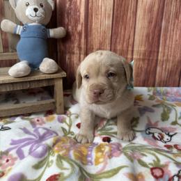 Blue ribbon - Yellow male Labrador Retriever puppy in Newmanstown, Pennsylvania from Retrievers of Millbach