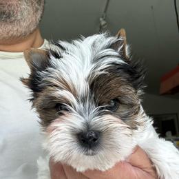 Boy 3 - Black tan and white male Biewer Terrier puppy in Kerhonkson, New York from Arc-en-Ciel Biewers & Maltese