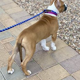 American Staffordshire Terrier Puppies from Liberty Am Staffs