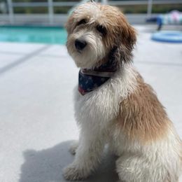Bernedoodle, Poodle, and Schnoodle All Grown Up from Grand Lake Poodles & Doodles
