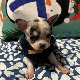 Cruise - Merle male Chihuahua puppy in Hampton, Virginia from Chilove Chihuahuas