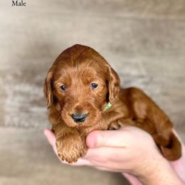 Ivan - Red  male Goldendoodle puppy in Abilene, Texas from Mesquite Kennels
