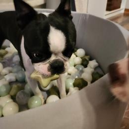 Boston Terrier Puppies from Boston Kup Breeders