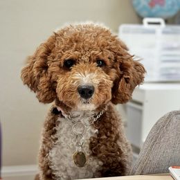 Stella - Goldendoodle