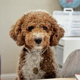 Stella - Goldendoodle