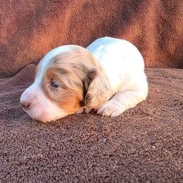 Chocolate Dapple Piebald Boy 1 - Dapple male Dachshund puppy in Choctaw, Oklahoma from TS Performance Horses & Dachshunds