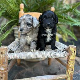 Dolly - Blue merle female Aussiedoodle puppy in Lexington, Alabama from Johnson’s Highland Pride Aussiedoodles
