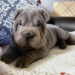 Chinese Shar-Pei Puppies from DCSHARPEI