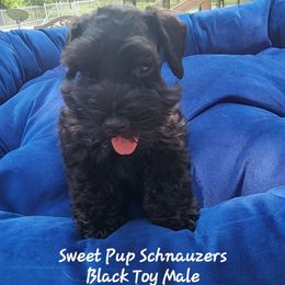 Sweet Pups Elvis - Black Miniature Schnauzer puppy in North Zulch, Texas from Sweet Pup Schnauzers