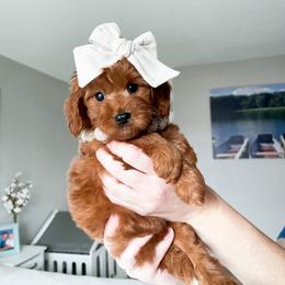 Cavapoo Puppies from Wonderful World Doodles