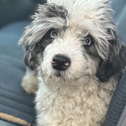 Aussiedoodles from Jessaca Pieper