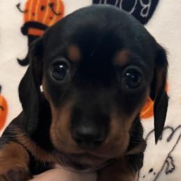 Dachshunds from Bourbon Creek Kennels