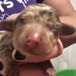 Nitro - Dapple male Dachshund puppy in Cumberland, Wisconsin from Homestead Doxies & Shepherds LLC