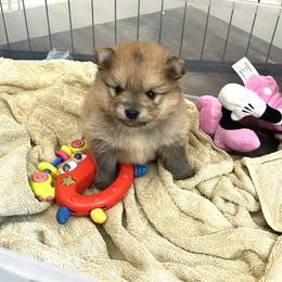 Pomeranian and Pomsky Puppies from High Quality Pomeranians