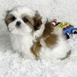 AKC London - Red and white male Shih Tzu puppy in Greenville, South Carolina from Babyface Shih Tzu