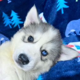 AKC Owen - Gray and white male Siberian Husky puppy in Centreville, Maryland from Huskies By the Bay