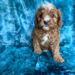 Richmond - Red male Cavapoo puppy in Knoxville, Tennessee from Rocky Top Cavapoos