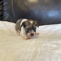Boy  1 - Red white and sable male Papillon puppy in Peoria, Illinois from Sass*A*Frass Papillons