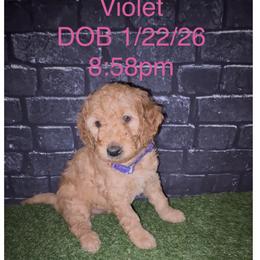 Goldendoodle Puppies from A&B Happybreeds