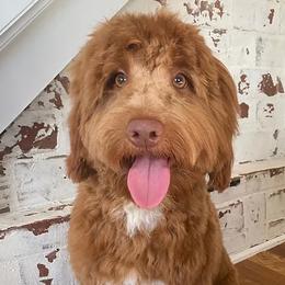 Hazel - Goldendoodle