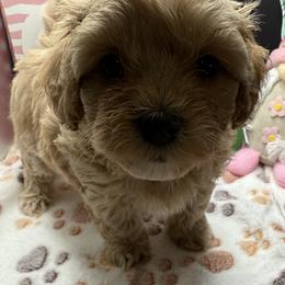 Tasha - Apricot female Maltipoo puppy in Colonial Beach, Virginia from BeachRidge Pups