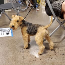 Kendall - Lakeland Terrier