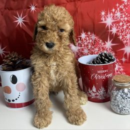 Grey Collar Standard Poodle - Red  male Poodle puppy in Murrayville, Georgia from Spoiled Rotten Kennels