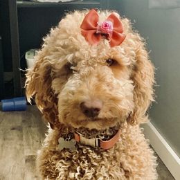 Nova - Goldendoodle
