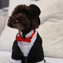 Juno - Poodle