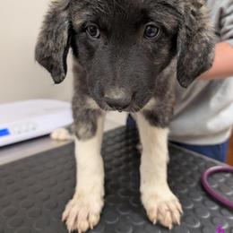Girl 6 - Black female Anatolian Pyrenees puppy in Marysville, Ohio from Brotherton Family Farms