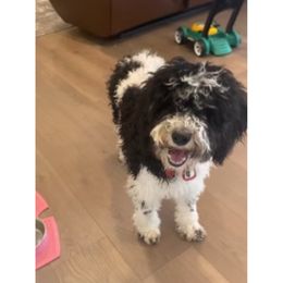 Bonnie - Bernedoodle