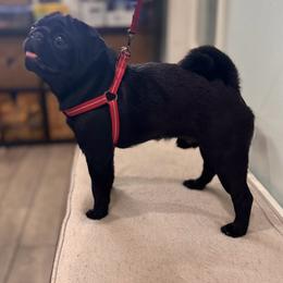 Olly - Pug