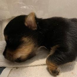 Girl 2 - Black and tan female Yorkshire Terrier puppy in Willow Grove, Pennsylvania from Willow Grove Yorkie