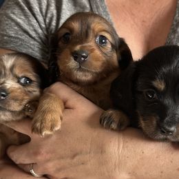 Dachshund Puppies from Steamboat Sausage Squad