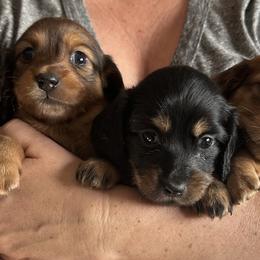 Dachshund Puppies from Steamboat Sausage Squad