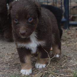 PUMPKIN - Red tri-color female Australian Shepherd puppy in Star City, Arkansas from Blush & Lace Aussie Co.
