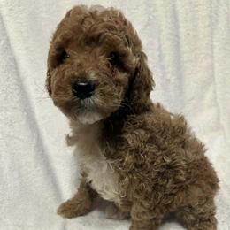 Brix - Red  female Goldendoodle puppy in Mint Hill, North Carolina from DoodleForever
