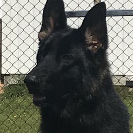 Mary - German Shepherd