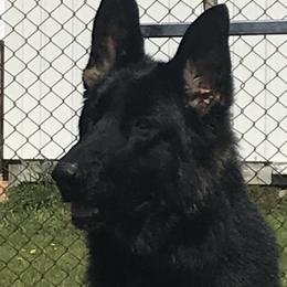 Mary - German Shepherd
