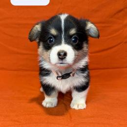 Dancer - Black and tan female American Corgi puppy in Midland, Texas from Desert Darlin’ Corgis