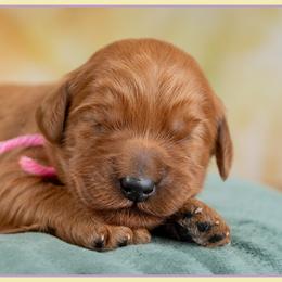 Abigail - Red  female Goldendoodle puppy in Connersville, Indiana from Deaz Doodle Ranch