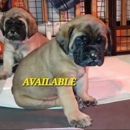 Tora - Apricot female Mastiff puppy in Pleasanton, Texas from RKS Mastiff