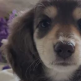 Dachshunds from Dixie Doxies