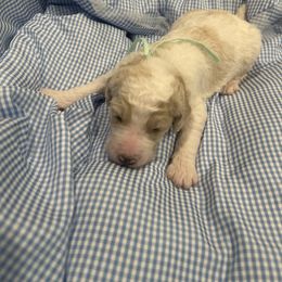 Zane - Parti male Poodle puppy in Mobile, Alabama from Semmy’s Standard Poodle LLC