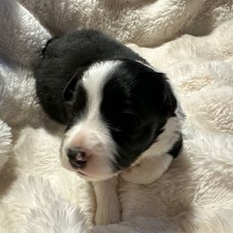 Star - Black and white female Border Collie puppy in Lakeview, Michigan from Haven Creek Farm