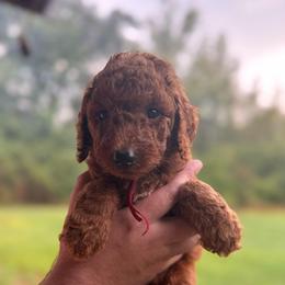 Rocket - Red  male Poodle puppy in Osyka, Mississippi from Southern Sunshine Standards