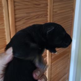 Girl 2 - Black and tan female German Shepherd puppy in Dawsonville, Georgia from Vom Aussenseiter