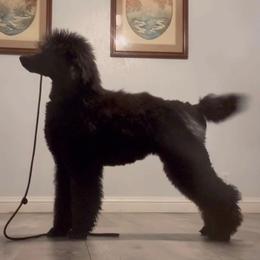 Rumor - Black female Poodle puppy in Hesperia, California from HD Poodles