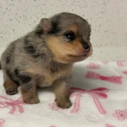 Jolly Rancher - Blue merle female Pomeranian puppy in San Antonio, Texas from Pom Pom Lollipop’s