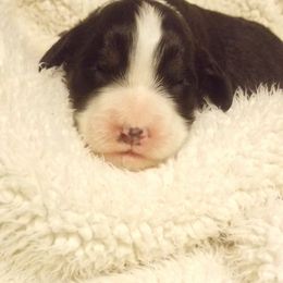 Bernedoodle Puppies from Flat Creek Bernedoodles